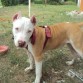 su nombre es barbie, tiene 5 meses 
no tiene pedigri
